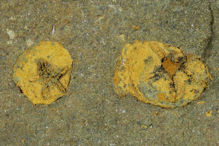 Two Fossil Ordovician Edrioasteroids - Morocco #115010